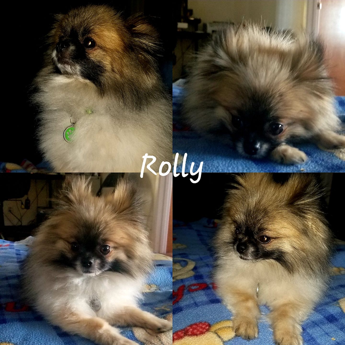 Rolly